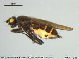 <i>Norrbomia fumipennis</i> resmi