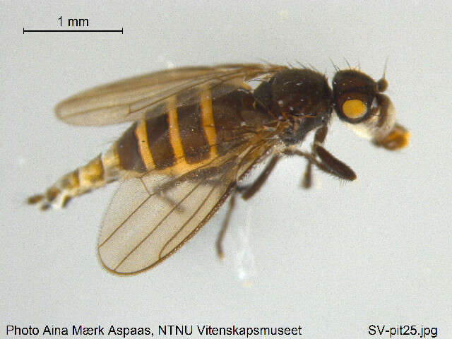 <i>Norrbomia fumipennis</i> resmi