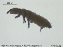 Image of Ceratophysella longispina (Tullberg & T 1877)