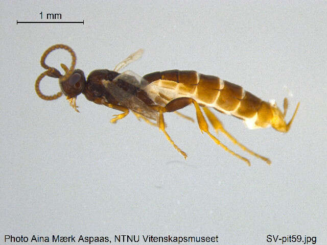 Imagem de Stenomacrus micropennis Jussila 2006