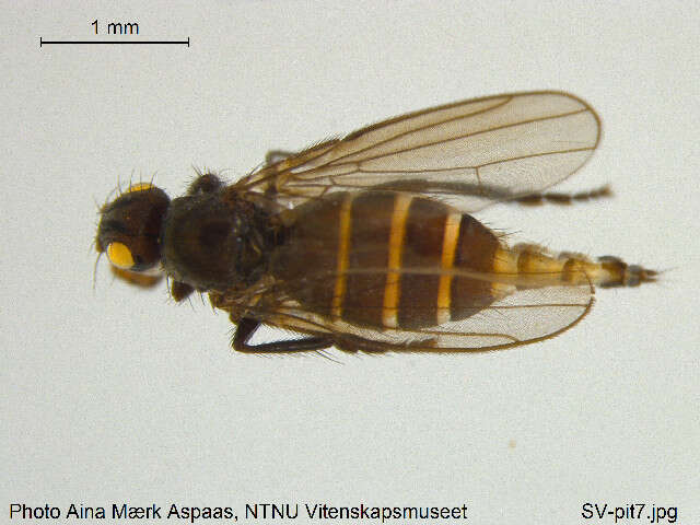 <i>Norrbomia fumipennis</i> resmi