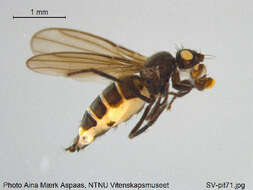 <i>Norrbomia fumipennis</i> resmi