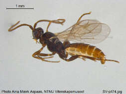 Imagem de Stenomacrus micropennis Jussila 2006