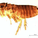 Image of Megabothris asio (Baker 1904)