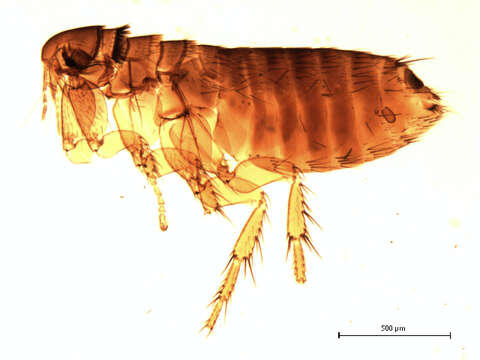 Sivun Megabothris asio (Baker 1904) kuva