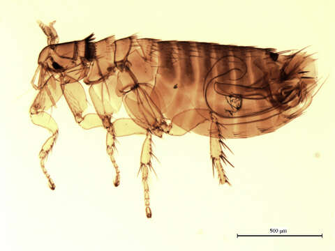 Megabothris quirini (Rothschild 1905)的圖片