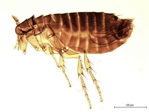 Sivun Megabothris groenlandicus (Wahlgren 1903) kuva