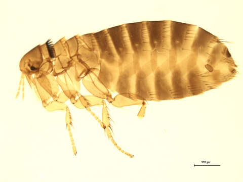 Image of Megabothris groenlandicus (Wahlgren 1903)