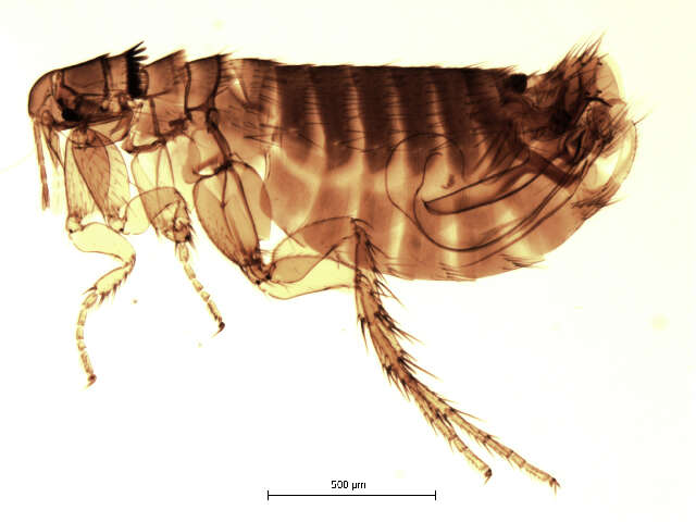 Sivun Megabothris groenlandicus (Wahlgren 1903) kuva