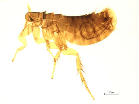 Megabothris asio (Baker 1904)的圖片