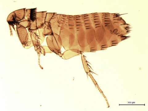 Plancia ëd Corrodopsylla curvata (Rothschild 1915)