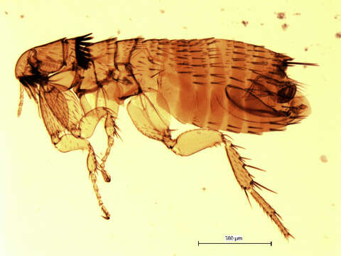 Plancia ëd Corrodopsylla curvata (Rothschild 1915)