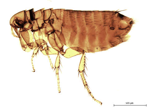 Image of Amalaraeus dissimilis (Jordan 1938)