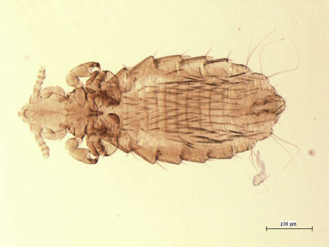 Image de Hoplopleura acanthopus (Burmeister 1839)