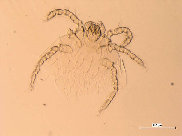Imagem de <i>Neotrombicula microti</i>