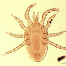 Image of <i>Echinonyssus isabellinus</i>