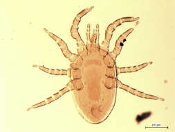 Image of <i>Echinonyssus isabellinus</i>