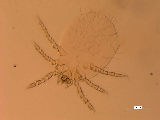 Imagem de <i>Neotrombicula microti</i>