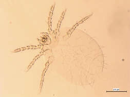 Plancia ëd <i>Neotrombicula microti</i>