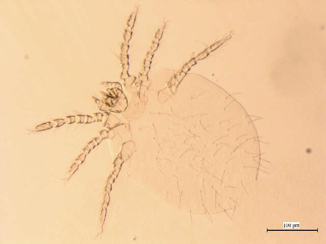 Imagem de <i>Neotrombicula microti</i>