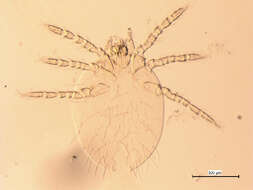 Image of <i>Neotrombicula microti</i>