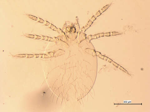 Imagem de <i>Neotrombicula microti</i>