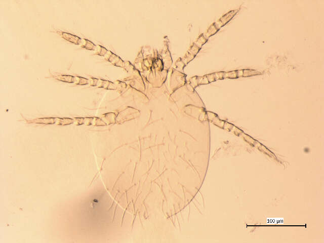 Plancia ëd <i>Neotrombicula microti</i>