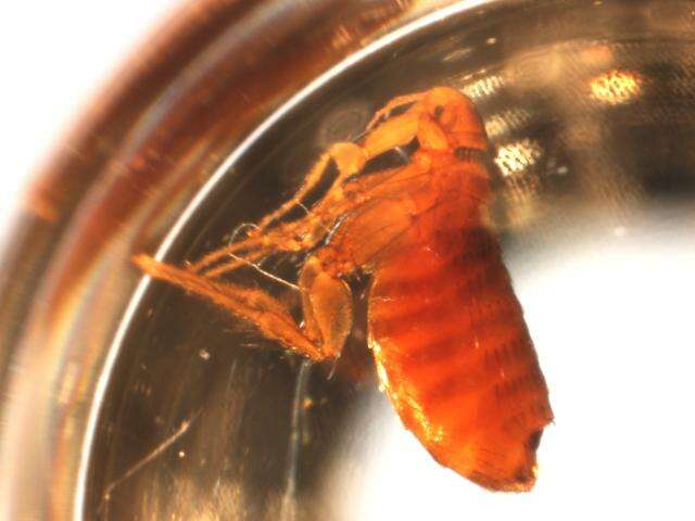 Megabothris quirini (Rothschild 1905)的圖片