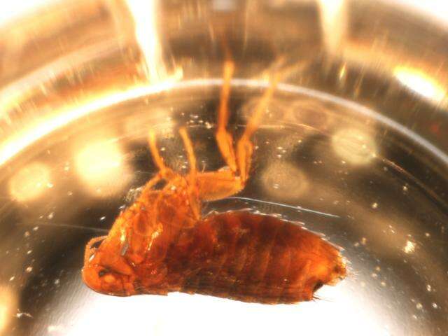 Megabothris quirini (Rothschild 1905)的圖片