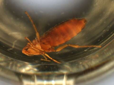 Megabothris groenlandicus (Wahlgren 1903)的圖片