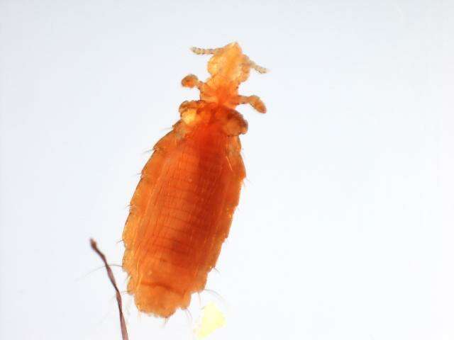 Hoplopleura acanthopus (Burmeister 1839) resmi