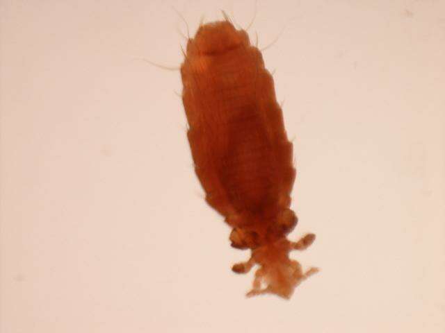 Слика од Hoplopleura acanthopus (Burmeister 1839)