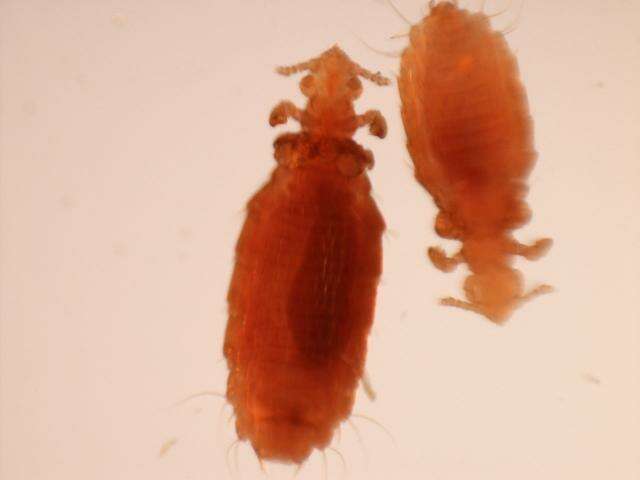 Слика од Hoplopleura acanthopus (Burmeister 1839)