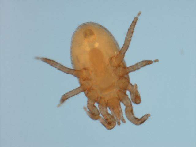 Image of <i>Echinonyssus isabellinus</i>