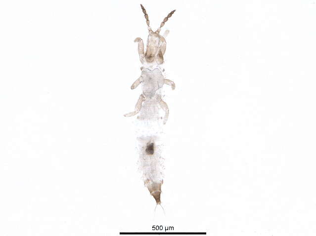 Phlaeothripinae resmi