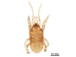 Image of Parholaspididae