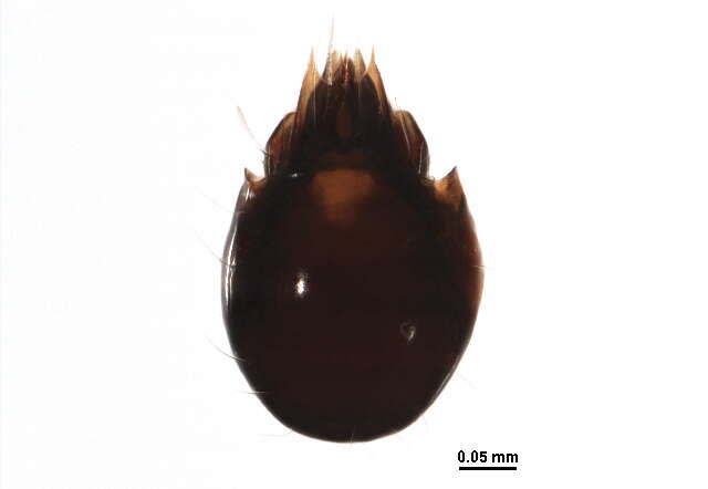 Image of Oribatellidae Jacot 1925