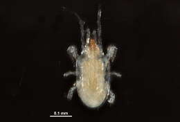 Image of Pachylaelapidae