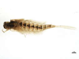 Image of sand minnows