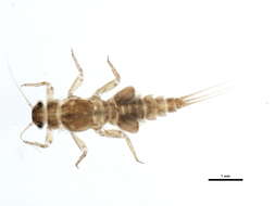 Image of Caenis latipennis Banks 1907