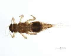 Image of Caenis latipennis Banks 1907