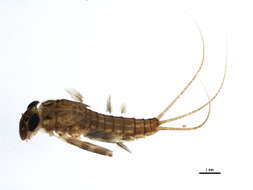 Image of Stenacron Mayfly