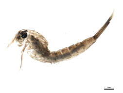 Image of Isonychia campestris McDunnough 1931