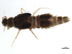 Image of Large Broadwings