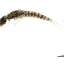 Image of Choroterpes albiannulata McDunnough 1924