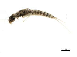 Слика од Choroterpes albiannulata McDunnough 1924