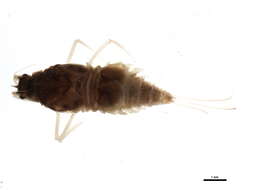 Image of Large Broadwings