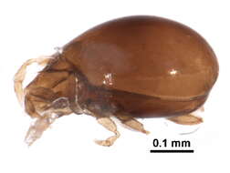 Image of Astegistidae Balogh 1961
