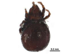 Image of Megeremaeidae