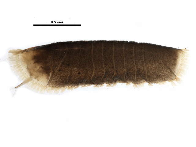 Image of Gloeosoma fuscicornis (Casey 1900)